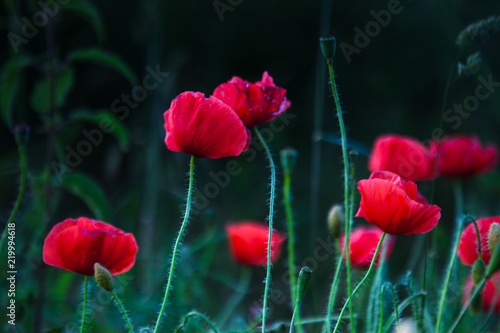 Fototapeta Naklejka Na Ścianę i Meble -  poppy
