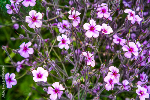 Fototapeta Naklejka Na Ścianę i Meble -  Geranium Madeira blooms in the garden