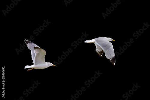 flying seagull isolated on black background