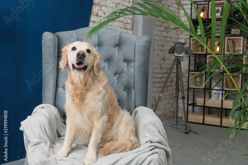 Golden retriever pure breed puppy dog on gray armchair in house or hotel lobby. Classic style with green plants cement blue brick walls living room interior art deco apartment. Pets friendly concept.