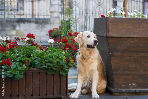 Happy young adorable golden retriever puppy dog sitting near wooden baskets with red flowers in old city downtown street. Adventures outdoor travel concept. Copy space background.