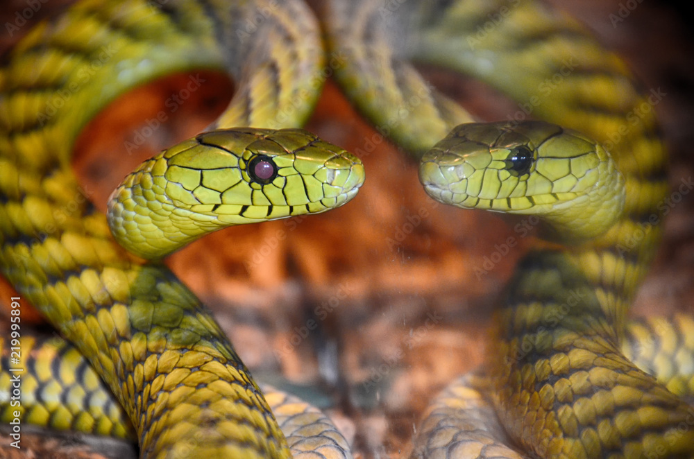 Snake Reflection 3 Snake Reflection 3