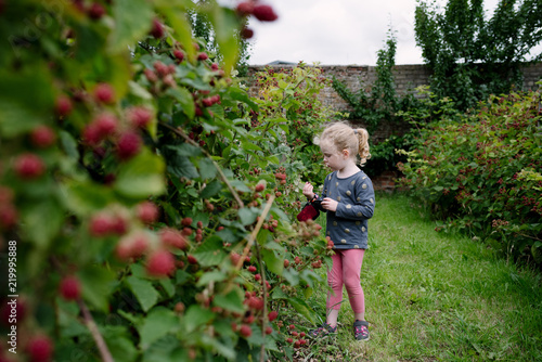 Little girl picking blackberries in a garden photo