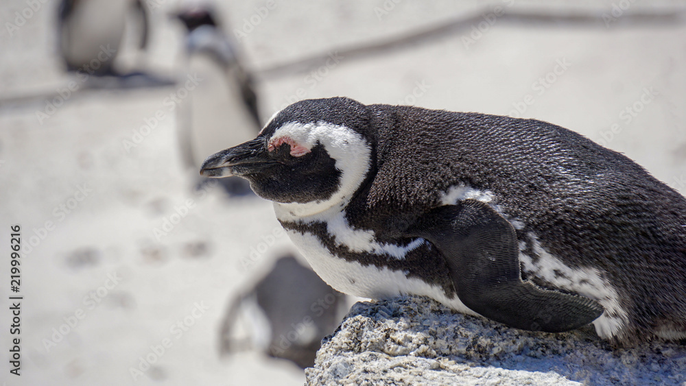 Fototapeta premium A closeup penguin at Boulder's Beach, Simon's Town, Cape Town, South Africa
