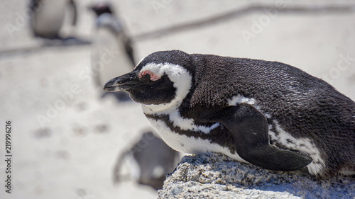 A closeup penguin at Boulder's Beach, Simon's Town, Cape Town, South Africa