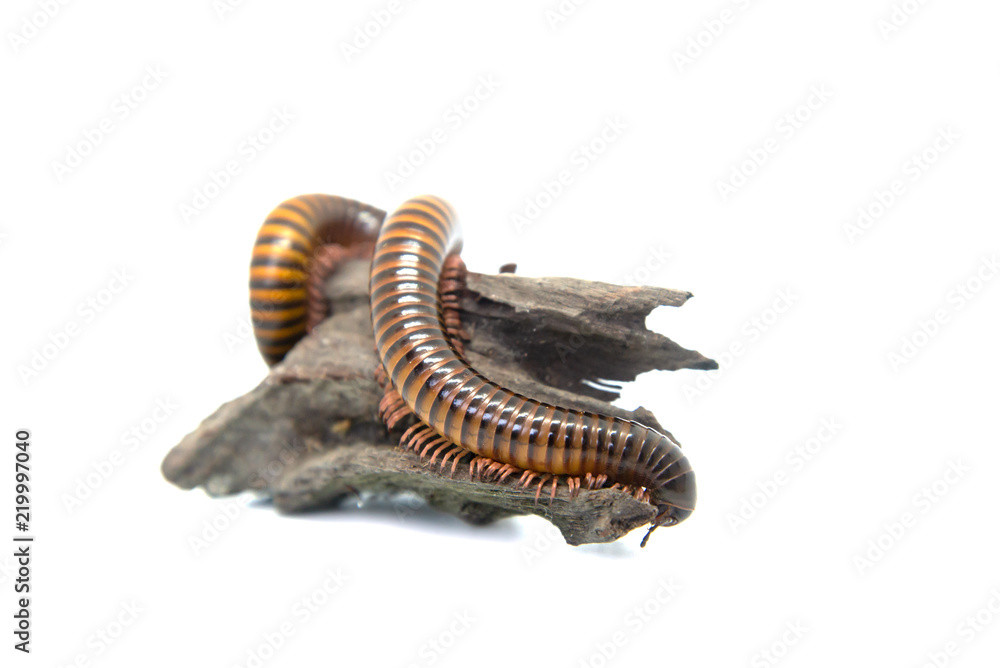 Millipede on the branch, Isolated on white background Millipede on the branch, Isolated on white background