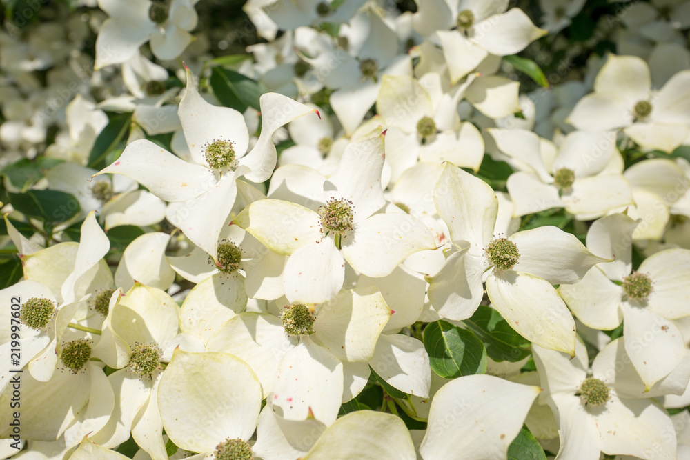 Obraz premium Dogwood tree in bloom.
