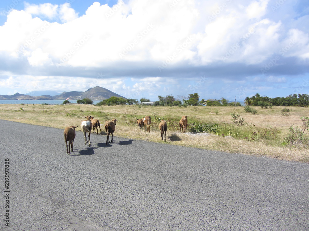 cows crossing road