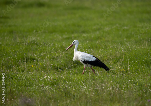 White Stork on a field