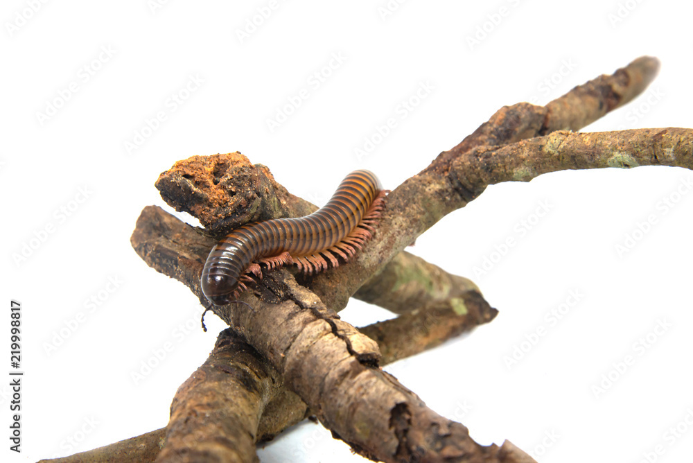 Fototapeta premium Millipede on the branch, Isolated on white background