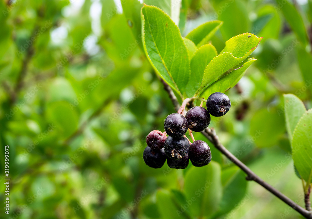 Chokoberry on the trees in the forest Chokoberry on the trees in the forest