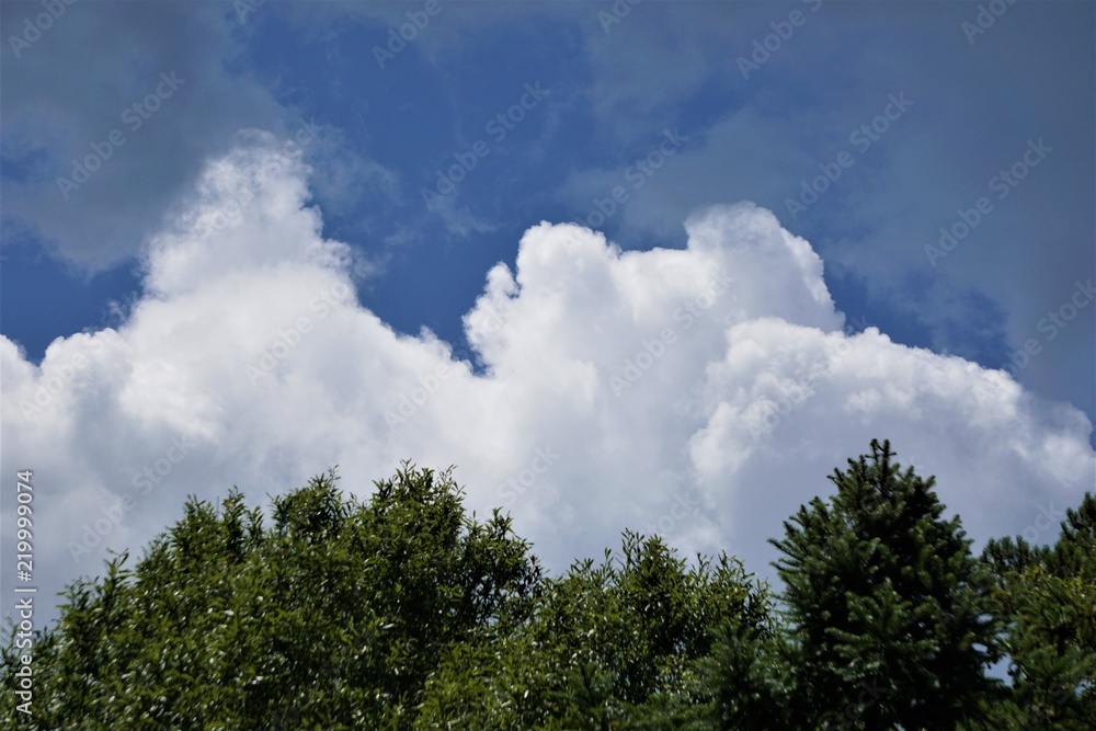 The tip of the tree against blue sky and white cumulus clouds, Summer in GA USA. The tip of the tree against blue sky and white cumulus clouds, Summer in GA USA.
