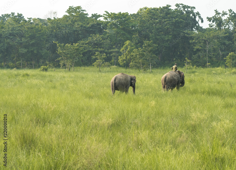 Mahout or elephant rider with two elephants Mahout or elephant rider with two elephants