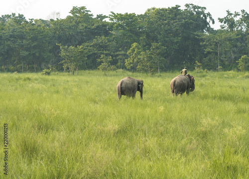 Mahout or elephant rider with two elephants © Arsgera