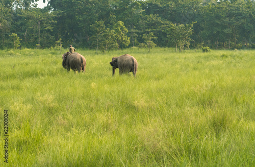 Mahout or elephant rider with two elephants