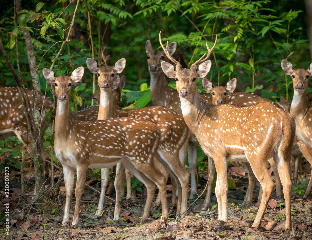 Sika or spotted deers herd in the jungle Sika or spotted deers herd in the jungle