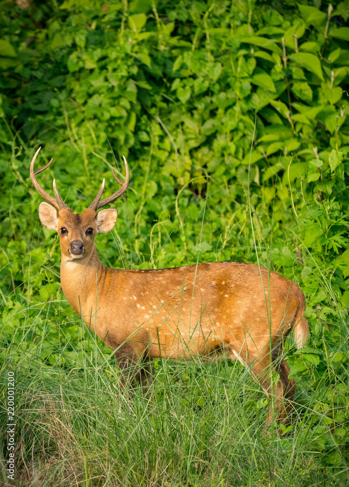 spotted or sika deer in the jungle spotted or sika deer in the jungle