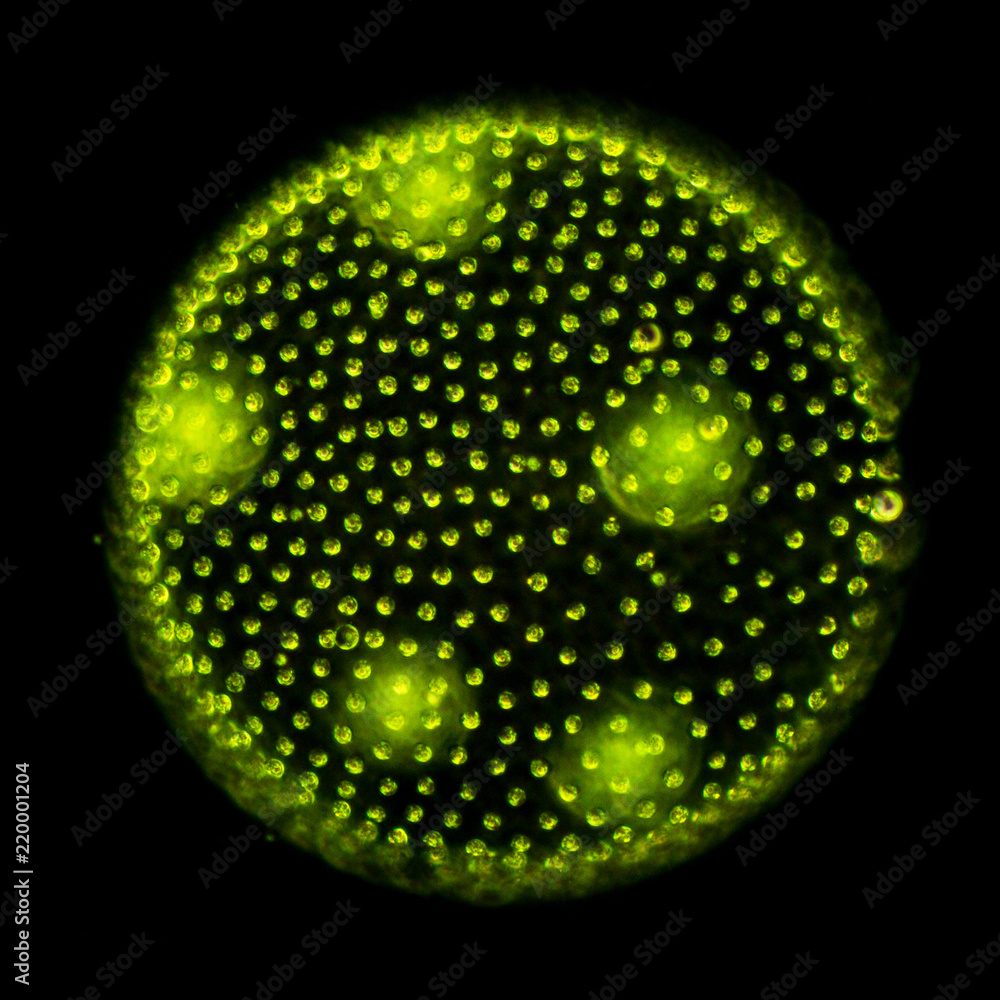 Вольвокс невооруженным глазом. Вольвокс систематика. Вольвокс додекаэдр. Вольвокс в микроскопе. Одноклеточные водоросли вольвокс.