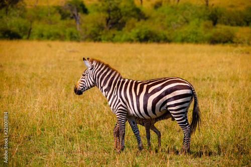 A big herd of zebras in Africa