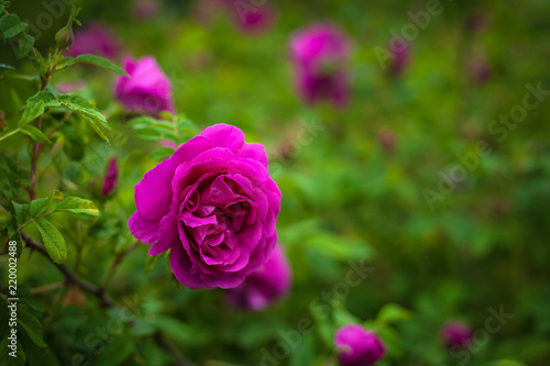 Pink roses with buds on a background of a green bush in the garden. Beautiful pink flowers in the summer garden.