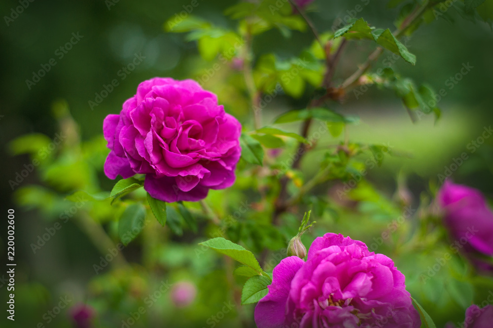 Pink roses with buds on a background of a green bush in the garden. Beautiful pink flowers in the summer garden.