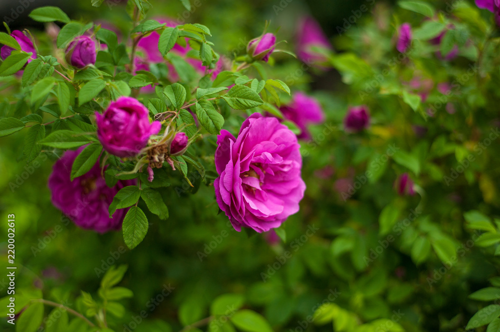 Pink roses with buds on a background of a green bush in the garden. Beautiful pink flowers in the summer garden. Pink roses with buds on a background of a green bush in the garden. Beautiful pink flowers in the summer garden.