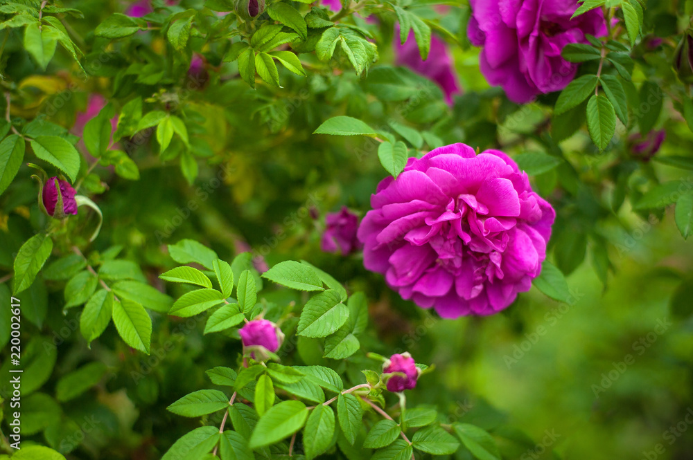 Pink roses with buds on a background of a green bush in the garden. Beautiful pink flowers in the summer garden. Pink roses with buds on a background of a green bush in the garden. Beautiful pink flowers in the summer garden.