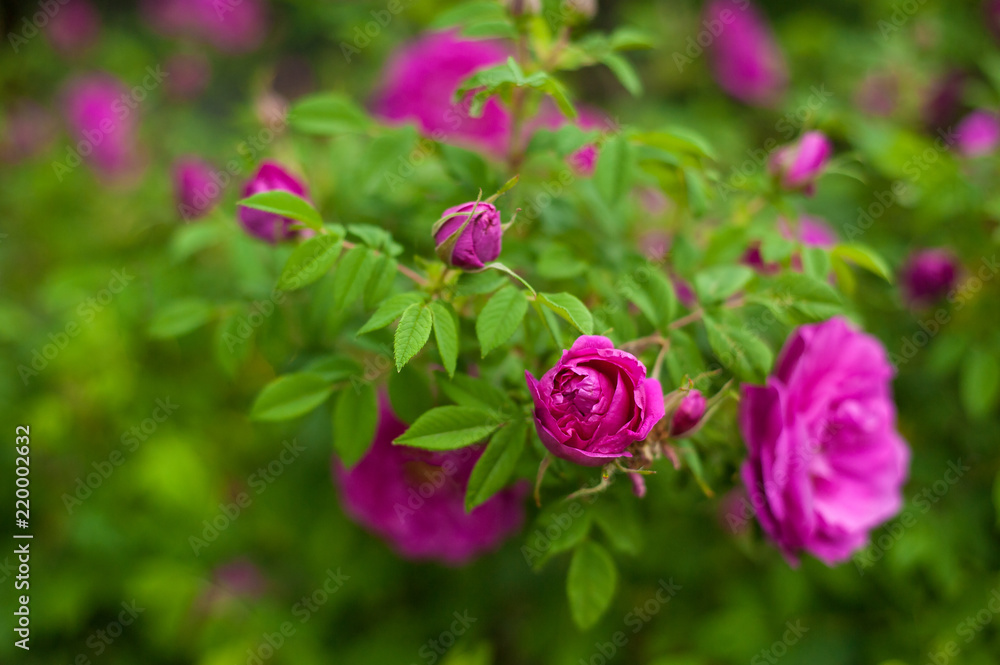 Pink roses with buds on a background of a green bush in the garden. Beautiful pink flowers in the summer garden. Pink roses with buds on a background of a green bush in the garden. Beautiful pink flowers in the summer garden.