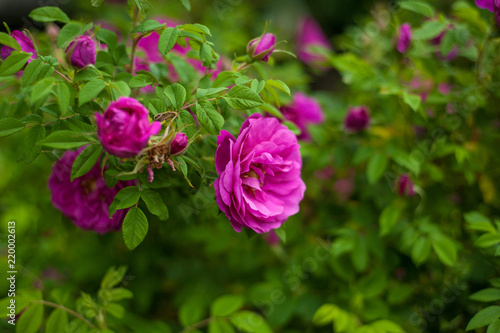 Pink roses with buds on a background of a green bush in the garden. Beautiful pink flowers in the summer garden.
