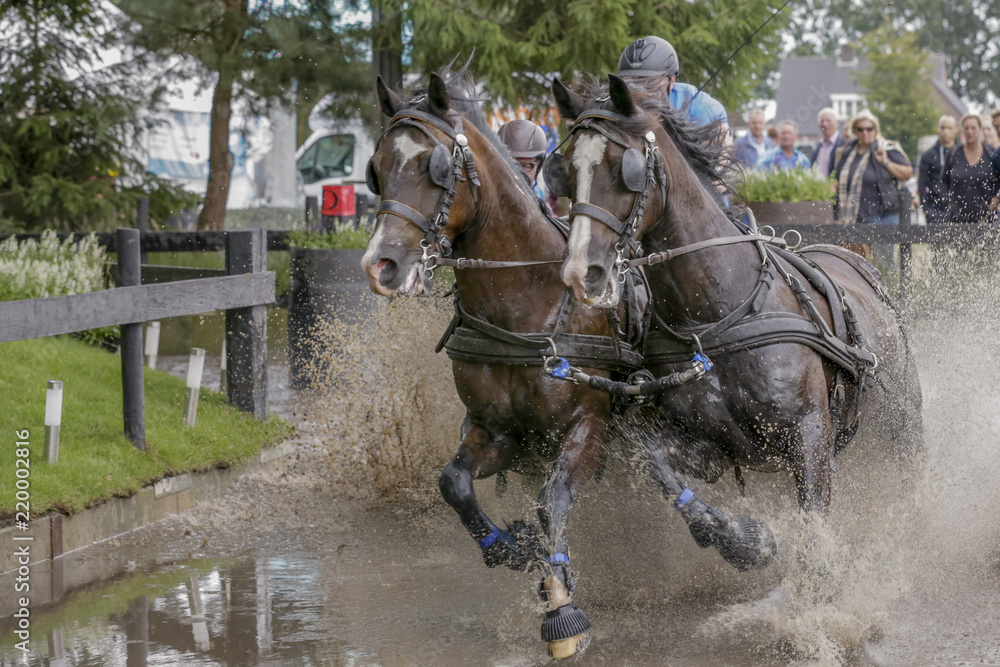 Fototapeta premium Met tweespan door water galopperen