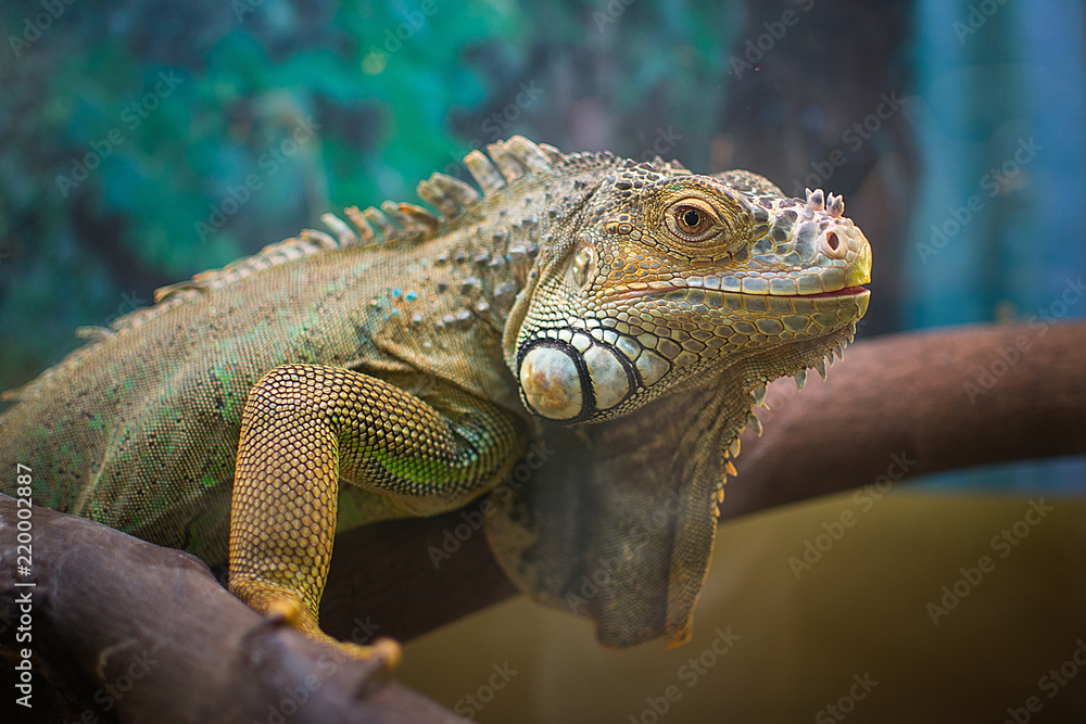 Fototapeta premium iguana and chameleon are in the aquarium