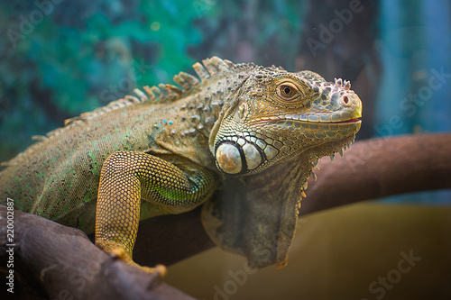iguana and chameleon are in the aquarium
