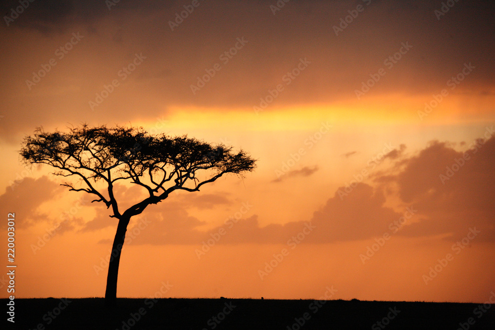 Silhouette of the iconic tree in Africa while the sun sets