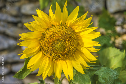 Fototapeta Naklejka Na Ścianę i Meble -  Beautiful yellow sunflower close up