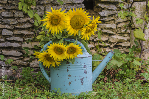Fototapeta Naklejka Na Ścianę i Meble -  Bouquet of yellow sunflowers in old blue watering can near the stones wall