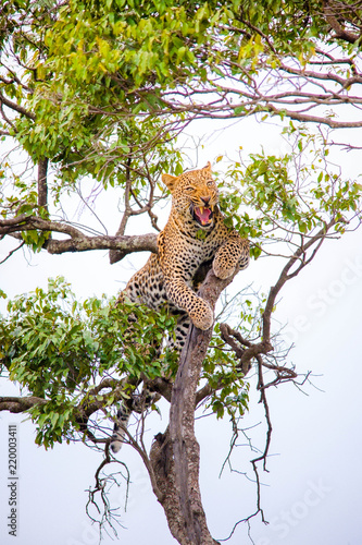 A cheetah walking and resting on a tree branch in Africa