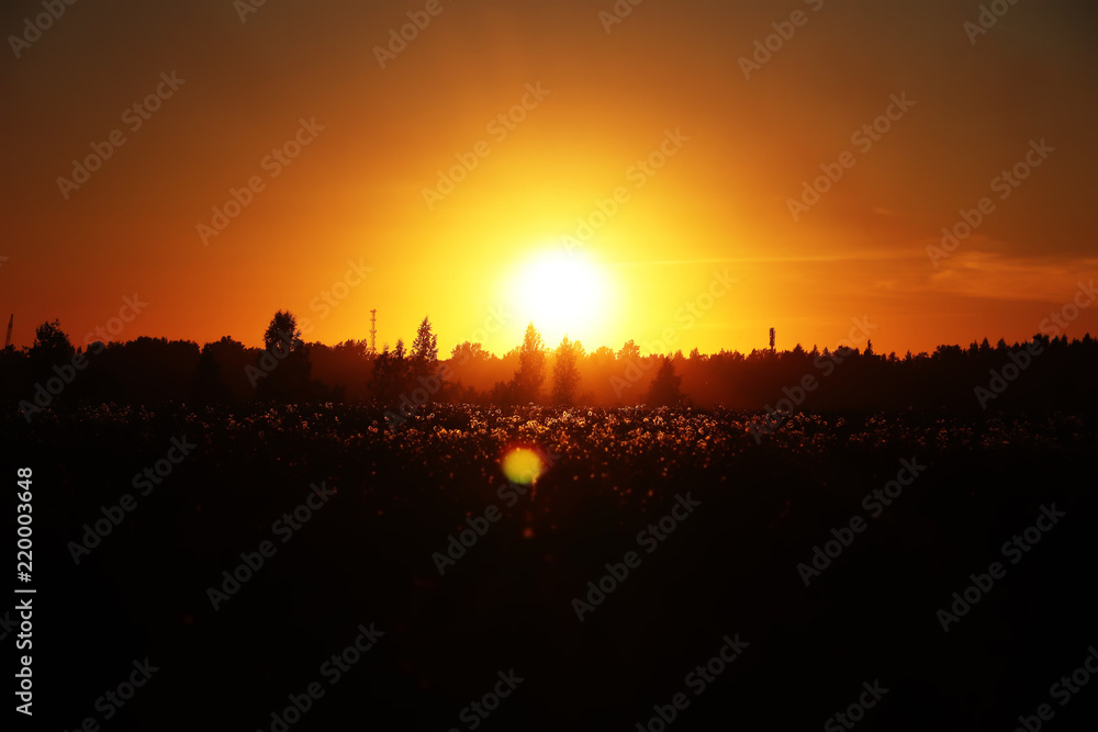 Fototapeta premium Summer evening sunset in a field. Russian landscapes. A natural phenomenon. Orange sky. Summer evening