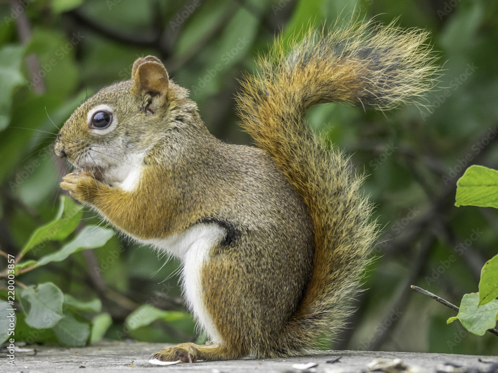 Red squirrel in the woods, eating birdseed Red squirrel in the woods, eating birdseed