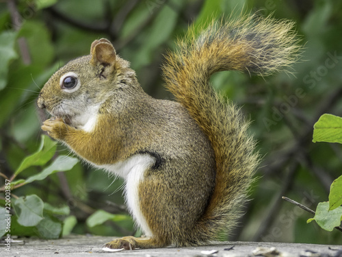 Red squirrel in the woods, eating birdseed