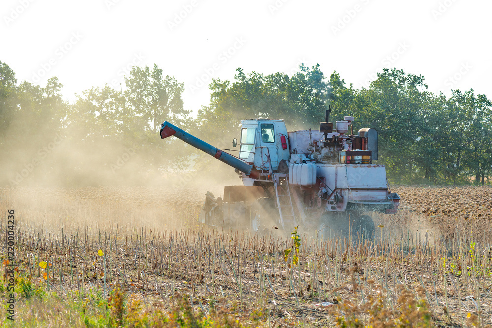 Fototapeta premium Harvester on the field mowing sowing, collects autumn harvest.