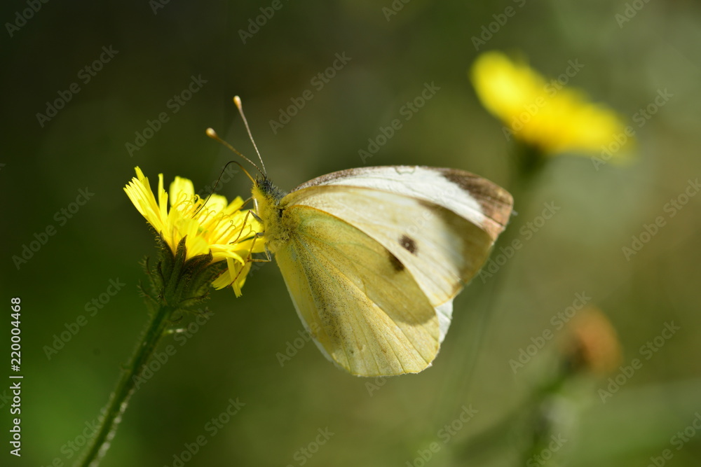 Obraz premium Large White Butterfly, U.K. Macro image of Lepidoptera in a meadow.