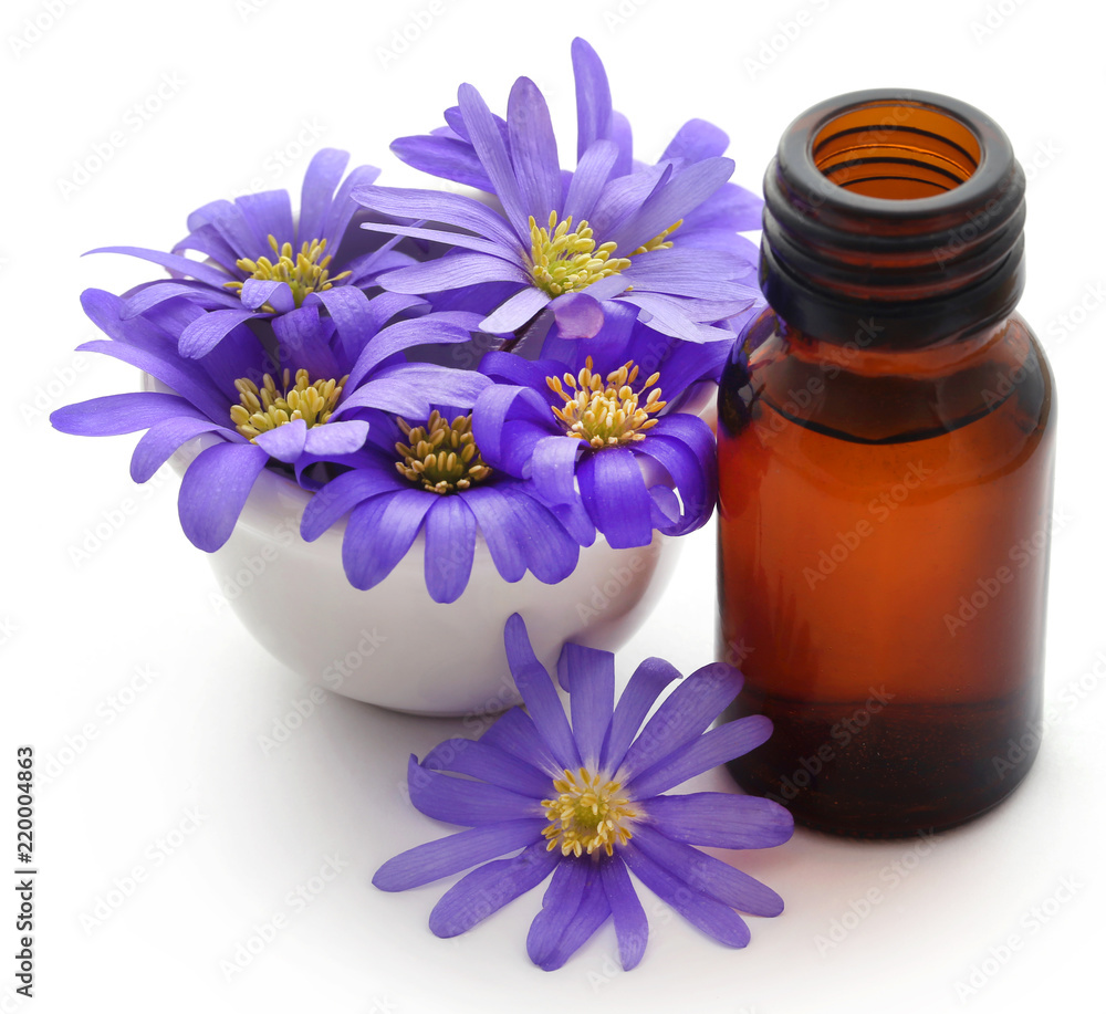 Anemone Blanda Blue Shades or Grecian Windflowers Anemone Blanda Blue Shades or Grecian Windflowers