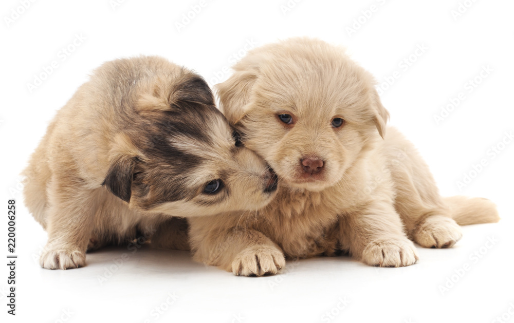 Obraz premium Two cute puppies.