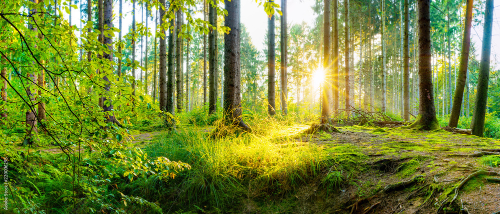 Beautiful forest panorama with bright sun shining through the trees Beautiful forest panorama with bright sun shining through the trees