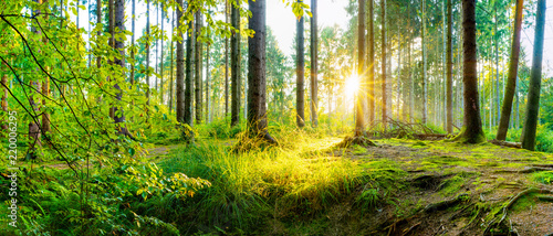 Fototapeta Naklejka Na Ścianę i Meble -  Beautiful forest panorama with bright sun shining through the trees
