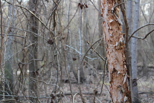 Wallpaper Mural Peeling Tree Torontodigital.ca
