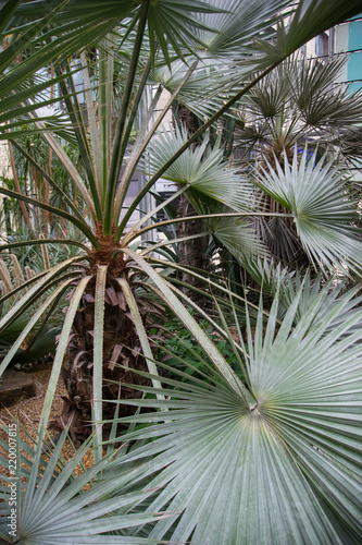 Dwarf palmetto plant