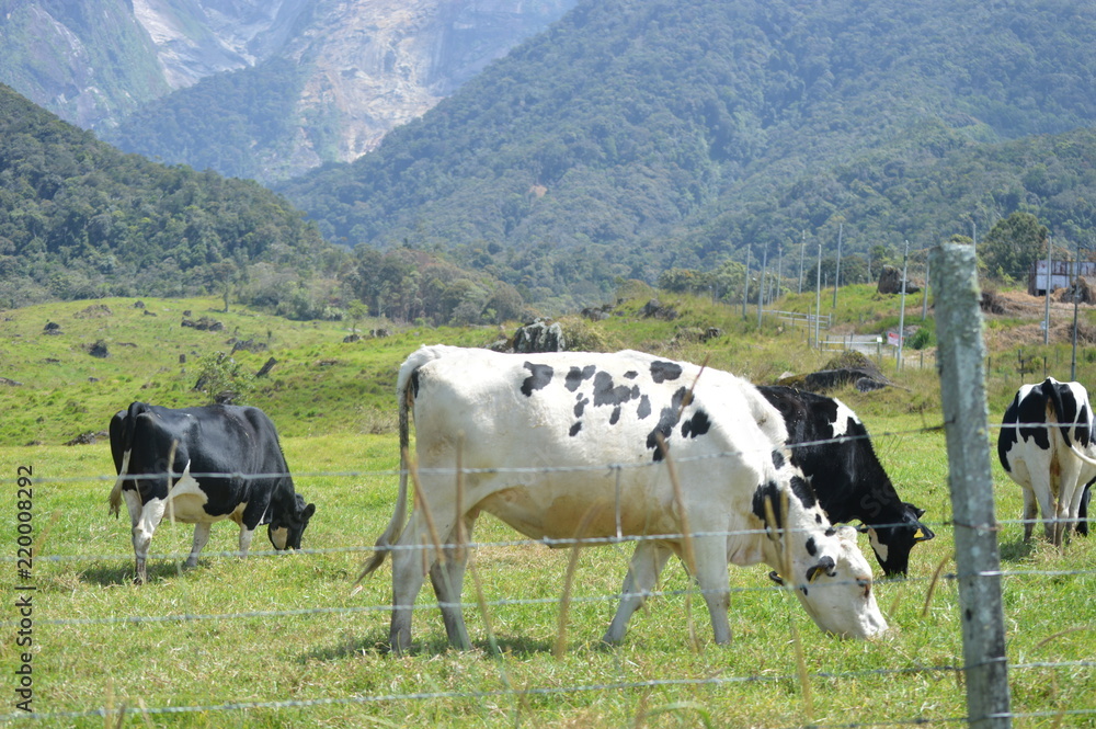 Desa Dairy Farm In Kundasang Sabah Malaysia