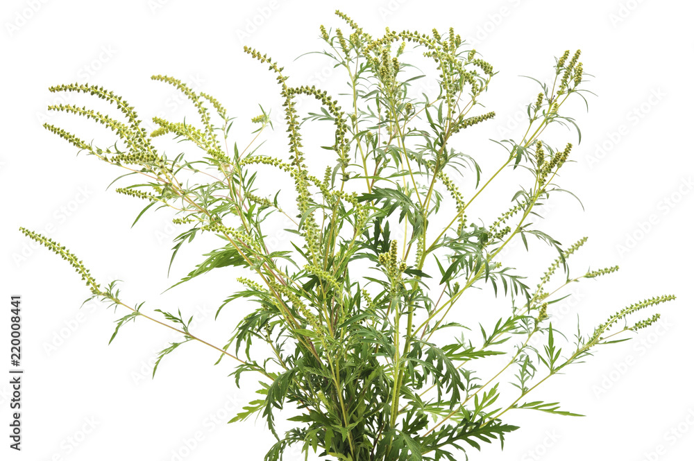 Obraz premium Flower and leaves of ambrosia.