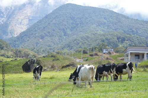 Desa Dairy Farm In Kundasang Sabah Malaysia